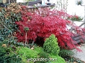 wbgarden autumn 65